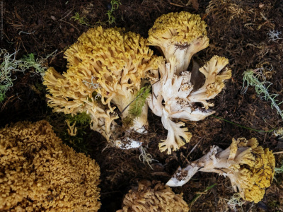 Фото Выставка и фестиваль Планета грибов