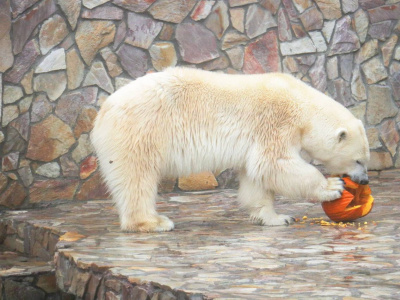 Фото Праздник День урожая 2025