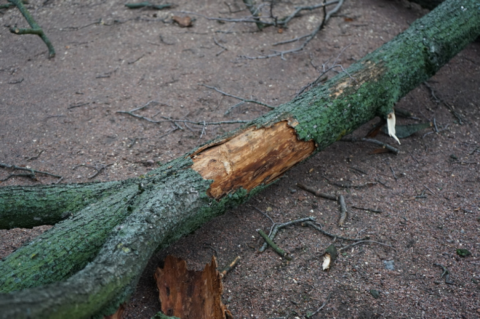 Пространство «Заросли» на острове Декабристов планируют лишить деревьев