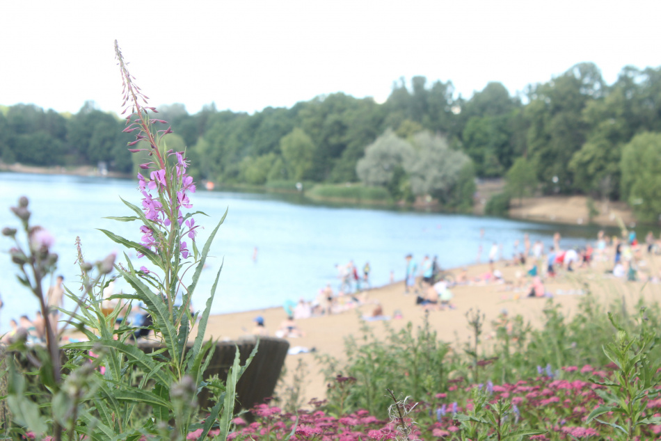 Суд вернул Ленобласти шесть гектаров земли у Суходольского озера после двухлетней тяжбы