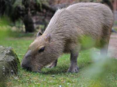 Фото Праздник День пожилого человека в Ленинградском зоопарке Фото Праздник День пожилого человека в Ленинградском зоопарке