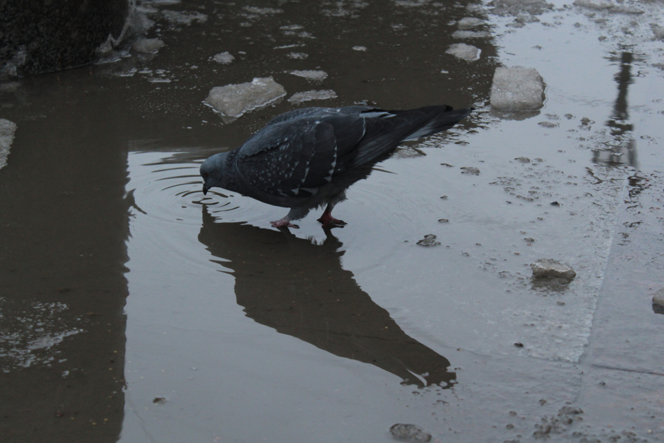 В России предложили разрешить бездомным добывать пищу с помощью охоты на голубей