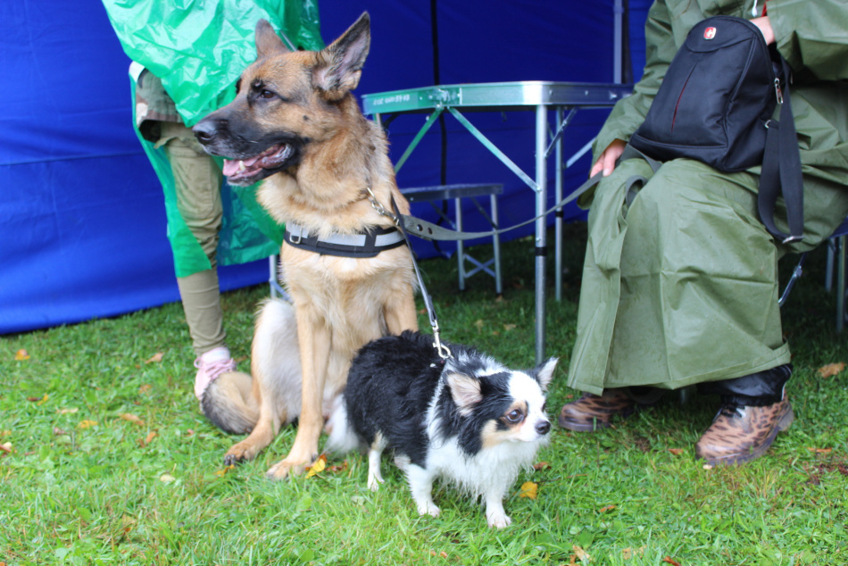 В России планируют ввести обязательный учет всех домашних собак
