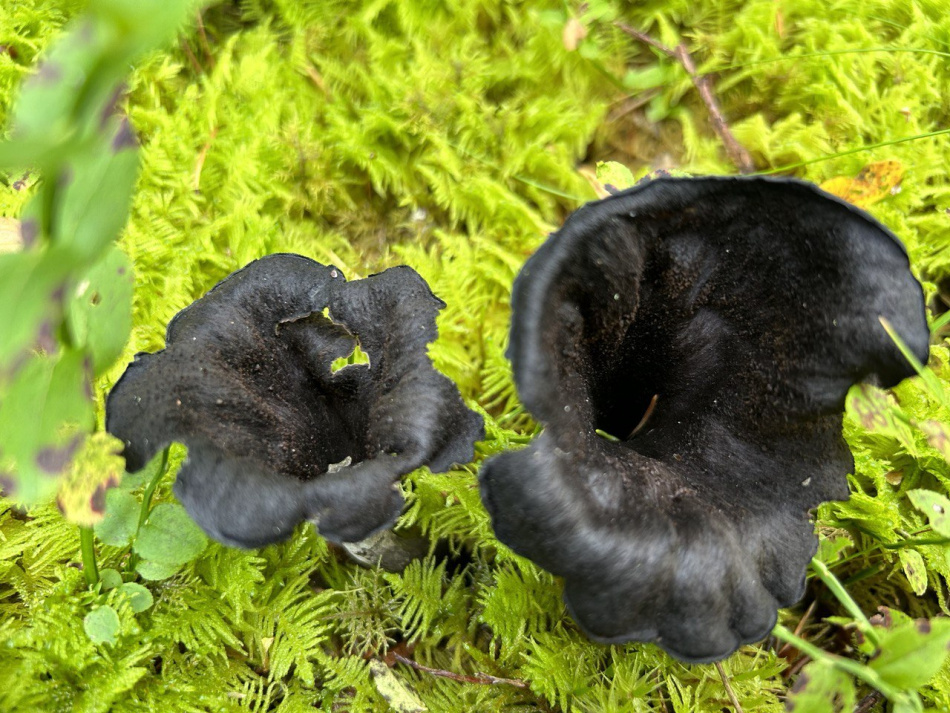 На Смоленском кладбище обнаружили гриб необычайных размеров