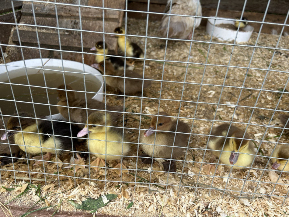 Ветклинику на Васильевском острове оштрафовали за просроченные лекарства для животных