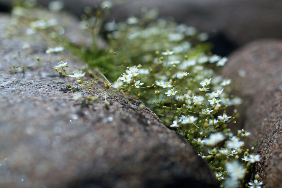 В Карелии выявили незаконную передачу почти 200 гектаров земли арендаторам