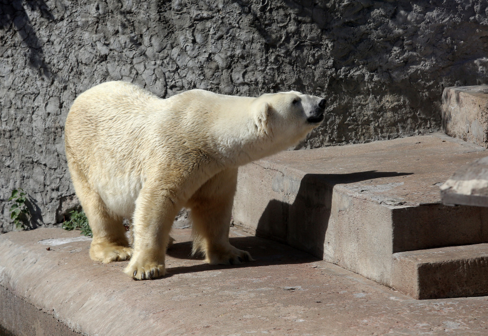 Ленинградский зоопарк вновь участвует в Форуме малых музеев Петербурга