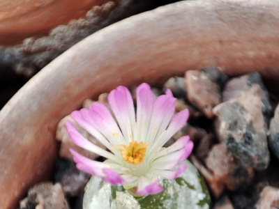 Фото Выставка суккулентов Живые камни, их родственники и соседи