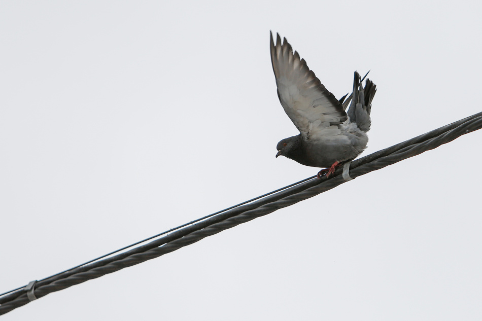 Во Всеволожске задержали нетрезвого электрика стрелявшего из пневматики по птицам