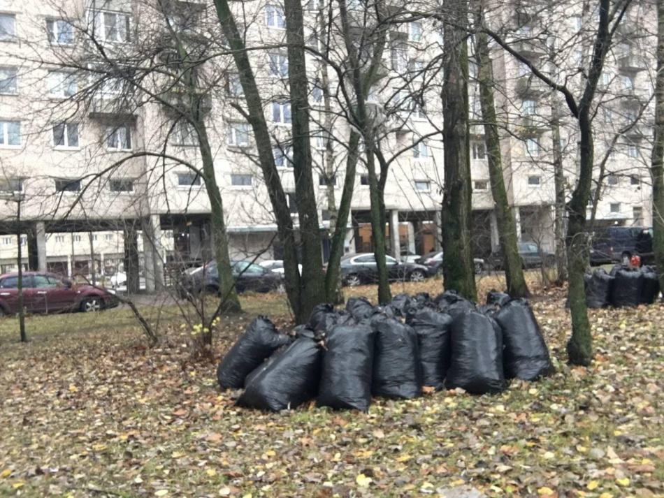 В Петербурге стартовала масштабная уборка листвы и высадка деревьев