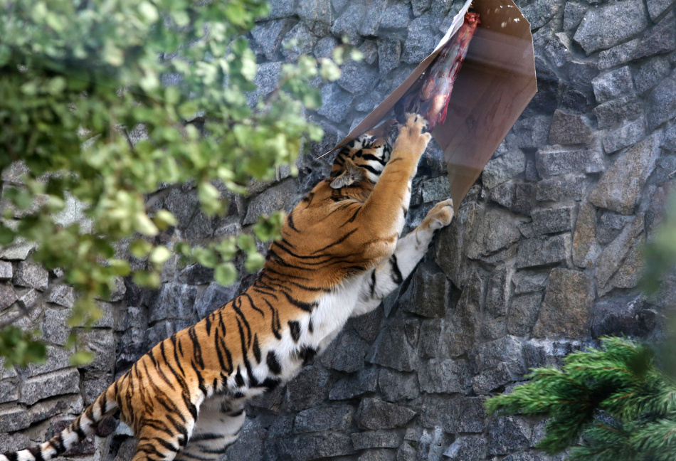 В Приморском крае выявили причастных к гибели редкого тигра