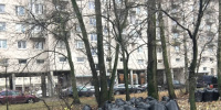 В Петербурге стартовала масштабная уборка листвы и высадка деревьев