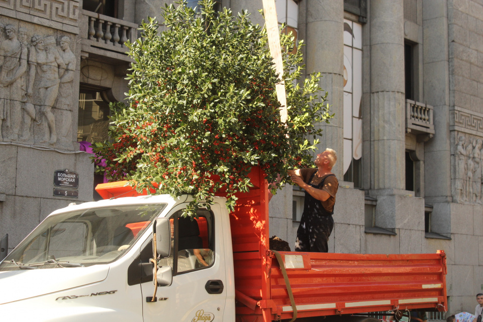Какие растения из временных садов появятся в разных районах Петербурга
