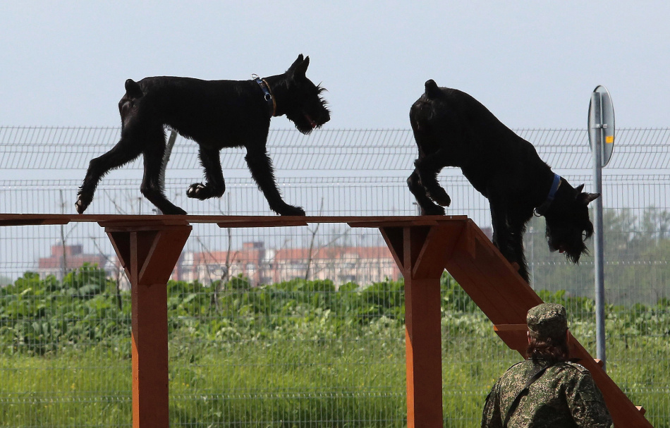 Кинологи со всей России и из-за рубежа собрались на чемпионат МВД