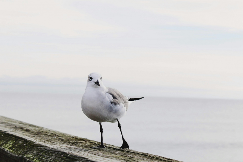 фестивали спб