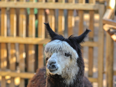 Фото Форум малых музеев в Ленинградском зоопарке