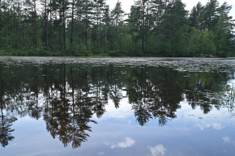 В Юнтоловском заказнике Петербурга создадут протяженную экотропу для прогулок