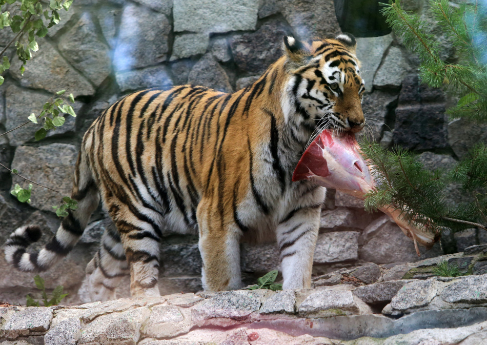 Какие животные сбегали из Ленинградского зоопарка за последние годы