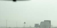 Два кабана едва не стали причиной аварии в Лисьем носу