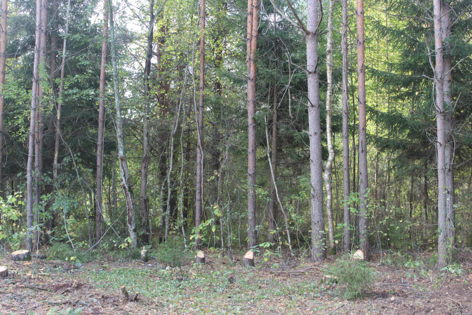 Пропавшая в лесах Ленобласти женщина найдена спасателями