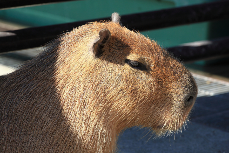 В Петербурге временно закрыли антикафе с капибарами из-за нарушений