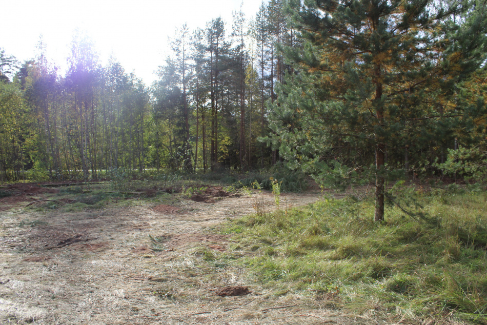 Жителя Луги будут судить за организацию 27 наркозакладок в лесу Ленобласти