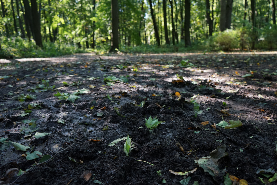 В Красноярском крае обнаружили сигнал мобильного пропавшей семьи в тайге