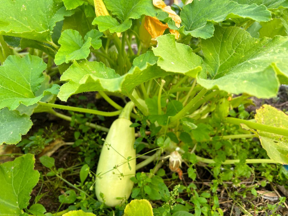 Как использовать перезревшие кабачки вместо того чтобы выбрасывать их