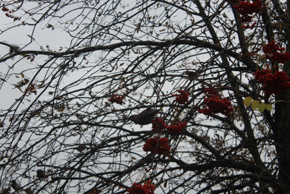 В октябре в лесах Ленобласти зафиксировали необычное поведение птиц