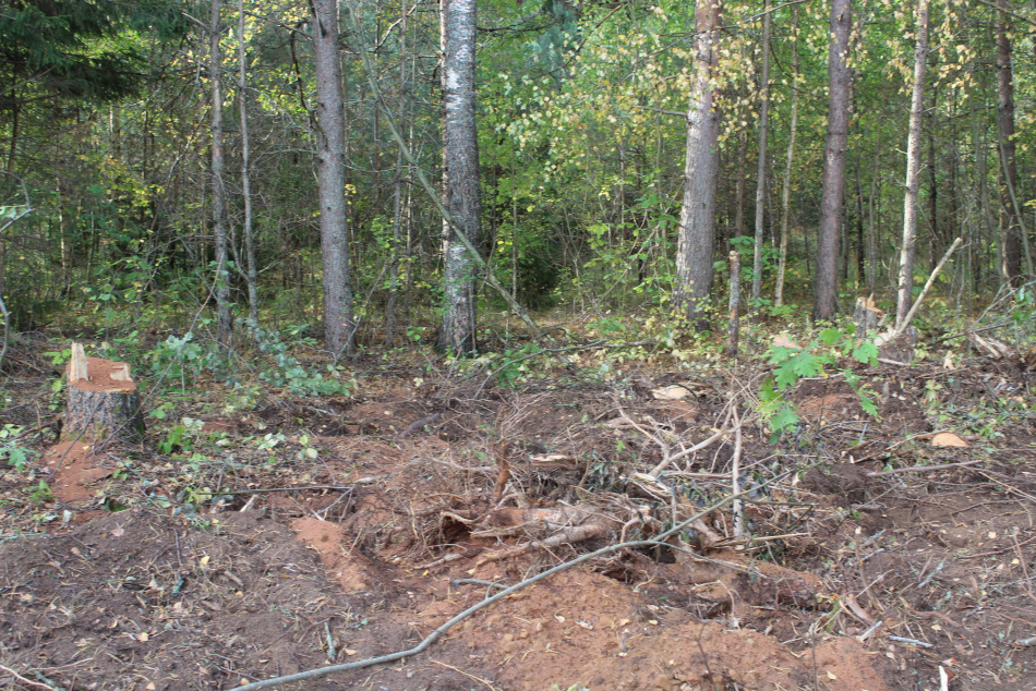В Гатчинском районе спасатели и волонтеры вывели из леса двух заблудившихся женщин
