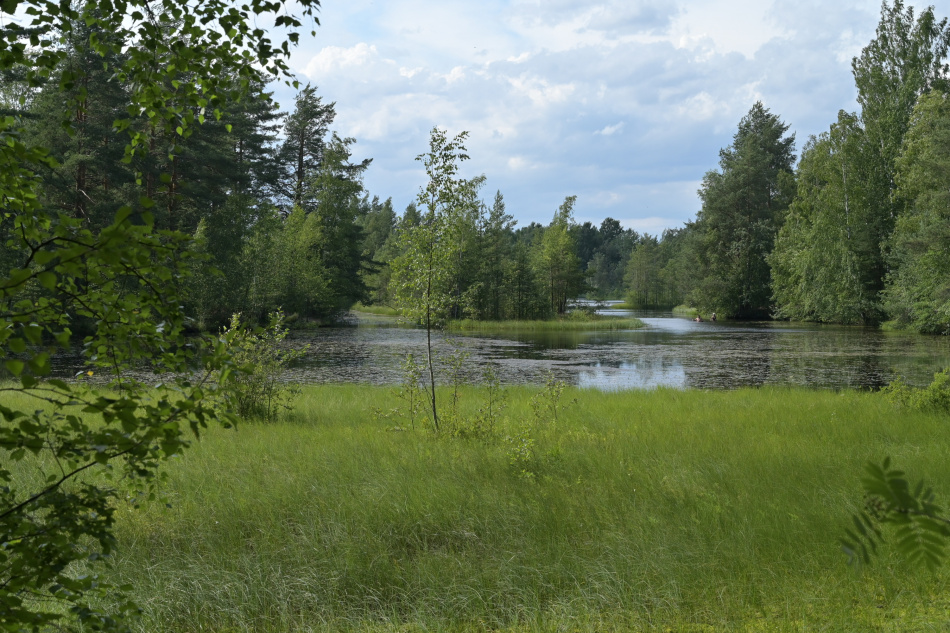 В Петербурге появился новый заказник для охраны природы Тарховский