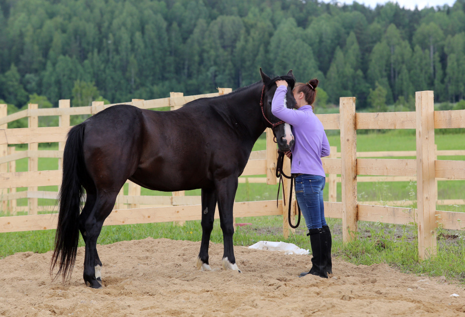 В Ленобласти женщина тяжело ранена лошадью на дачном участке