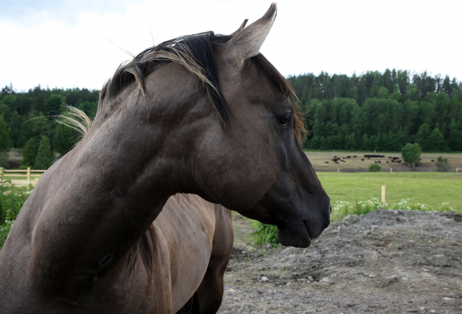 Пенсионер из Ленобласти держит СНТ в страхе из-за лошадей