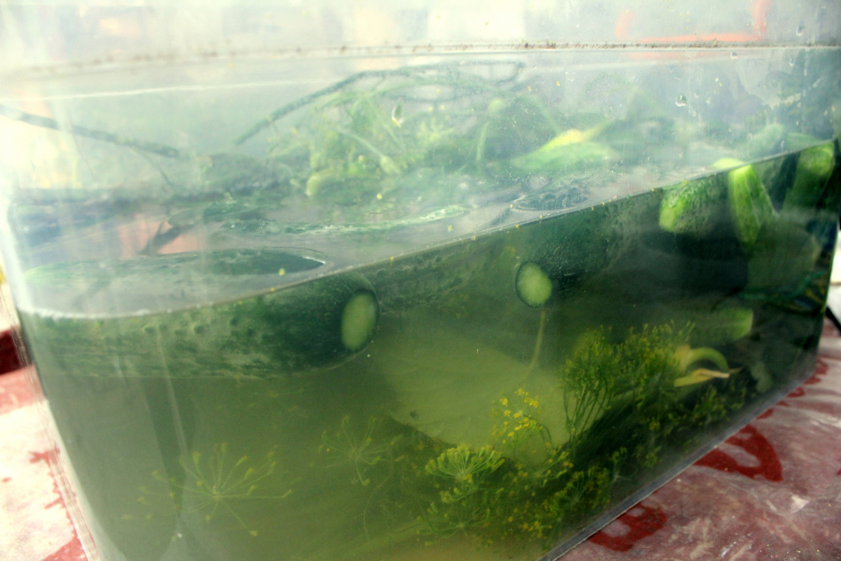 Психиатр рассказала петербуржцам, как вежливо принять мамины угощения и не обидеть ее чувства