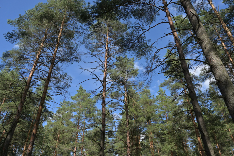 Пьяный пенсионер открыл стрельбу из ружья после конфликта в лесу Ленобласти