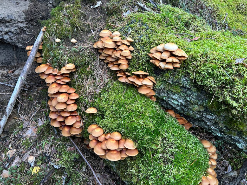 В октябре в Удельном парке продолжают цвести растения и расти грибы