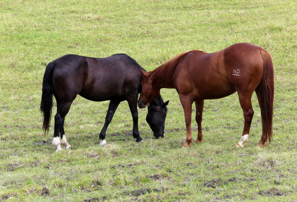 Две лошади из СНТ Орбита-3 временно перевезены в конный клуб