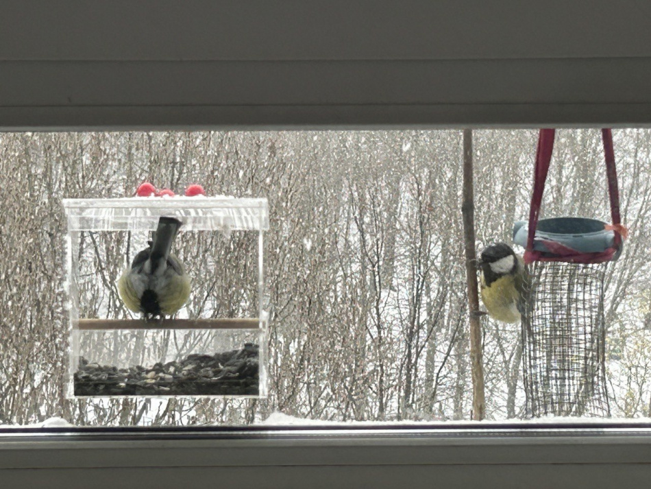 Какие пернатые выбирают Петербург для остановки во время осенней миграции