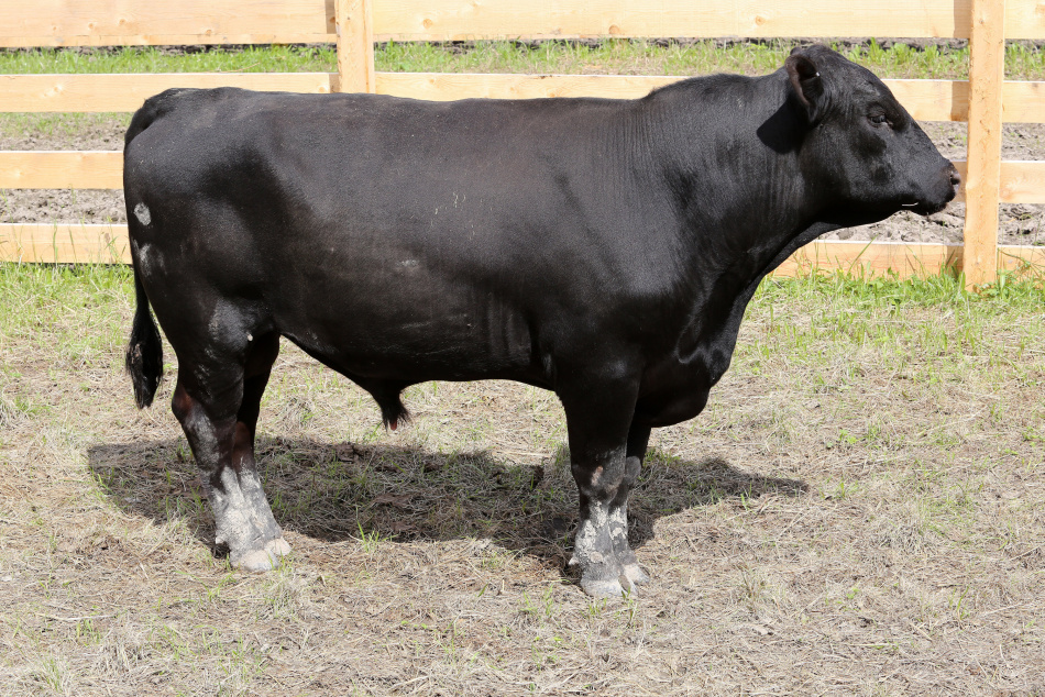 В Ленобласти хотят ограничить число животных в частных хозяйствах