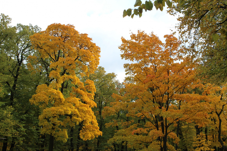 В Петербурге ожидаются ясные дни и ночные заморозки на выходных