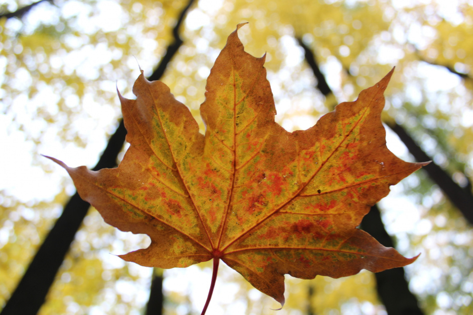 Скандинавский антициклон принесет Петербургу ясное небо и быстрое потепление
