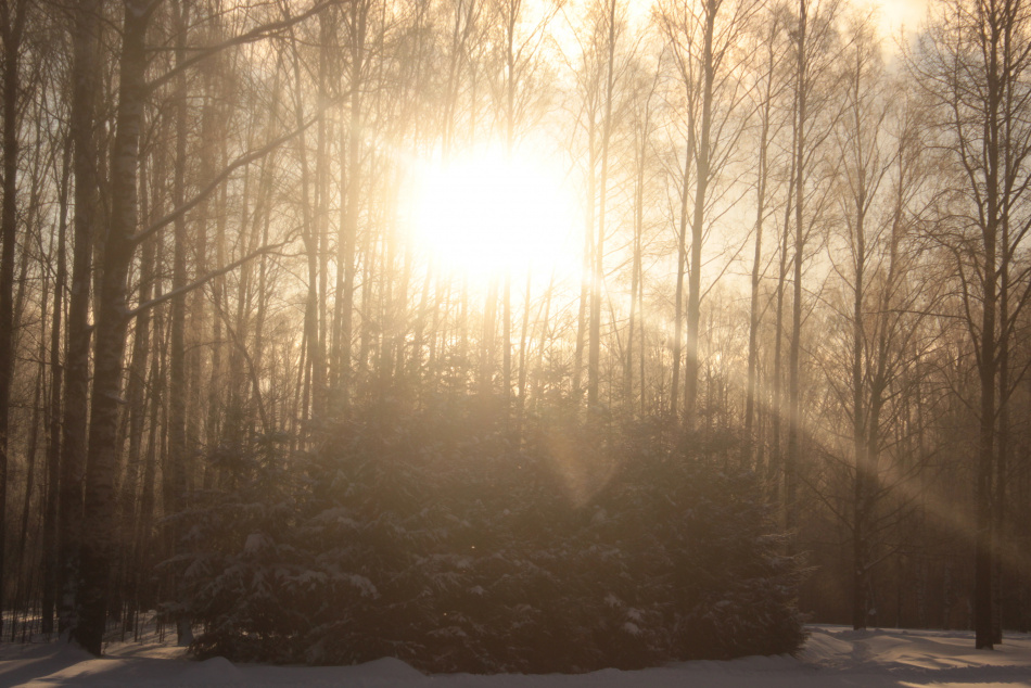 В тайге Красноярского края задержали мигрантов с детьми при попытке скрыться