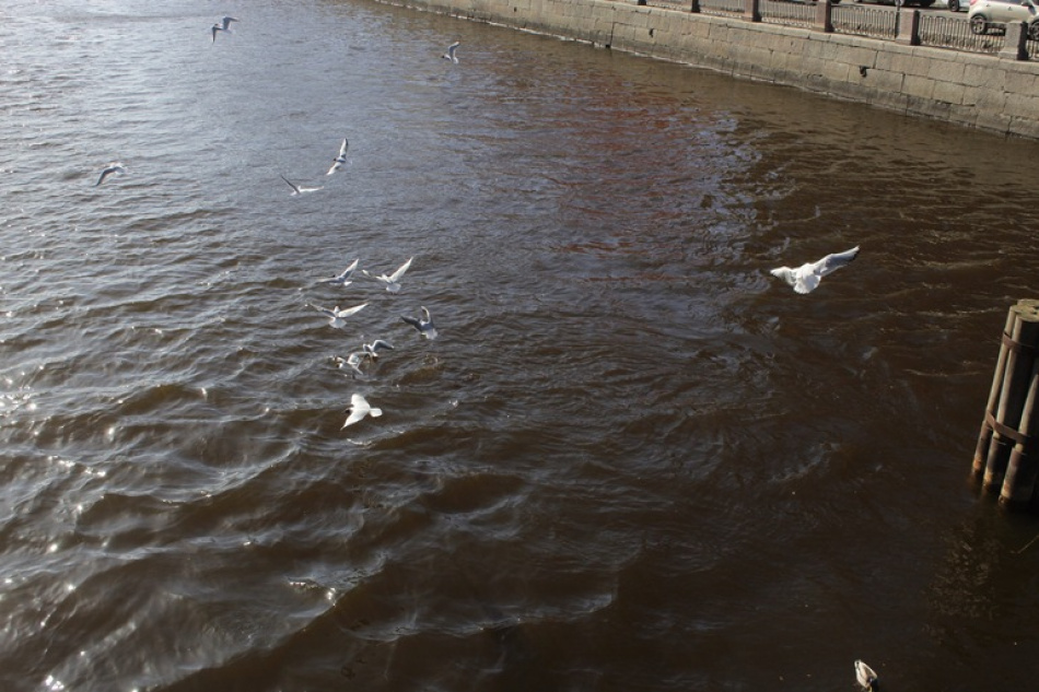 Жители Петербурга и области замечают пролетающие стаи гусей и других птиц