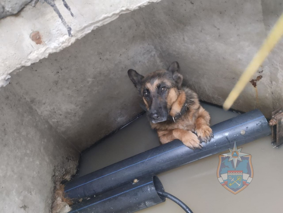 В Тосненском районе спасли собаку из канализационного люка