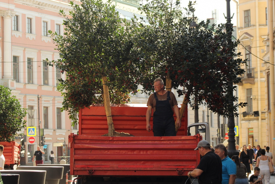 В Санкт-Петербурге осенью высадили тысячи новых деревьев и кустарников