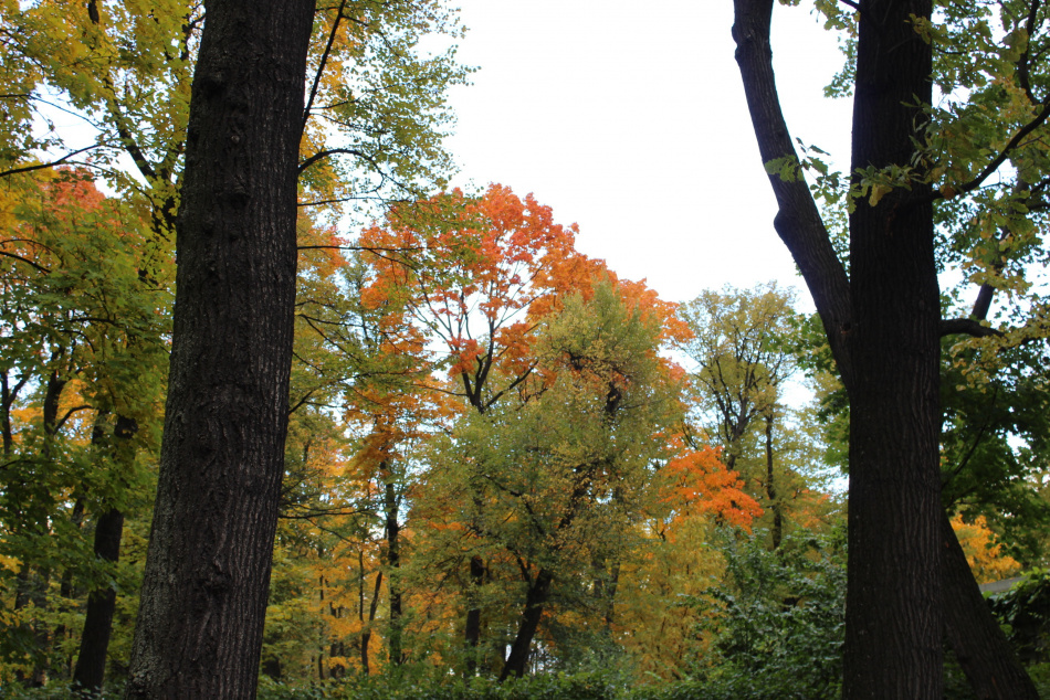 В Петербурге ожидается потепление и редкие осадки в ближайшие дни