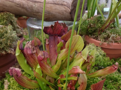 Фото Выставка Растения - соблазнители, хищники, собственники