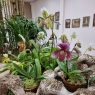 Фото Выставка Растения - соблазнители, хищники, собственники