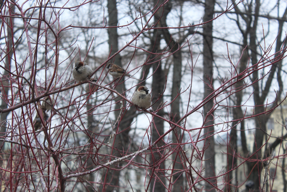 В центре Петербурга заметили воробья с необычным белым оперением