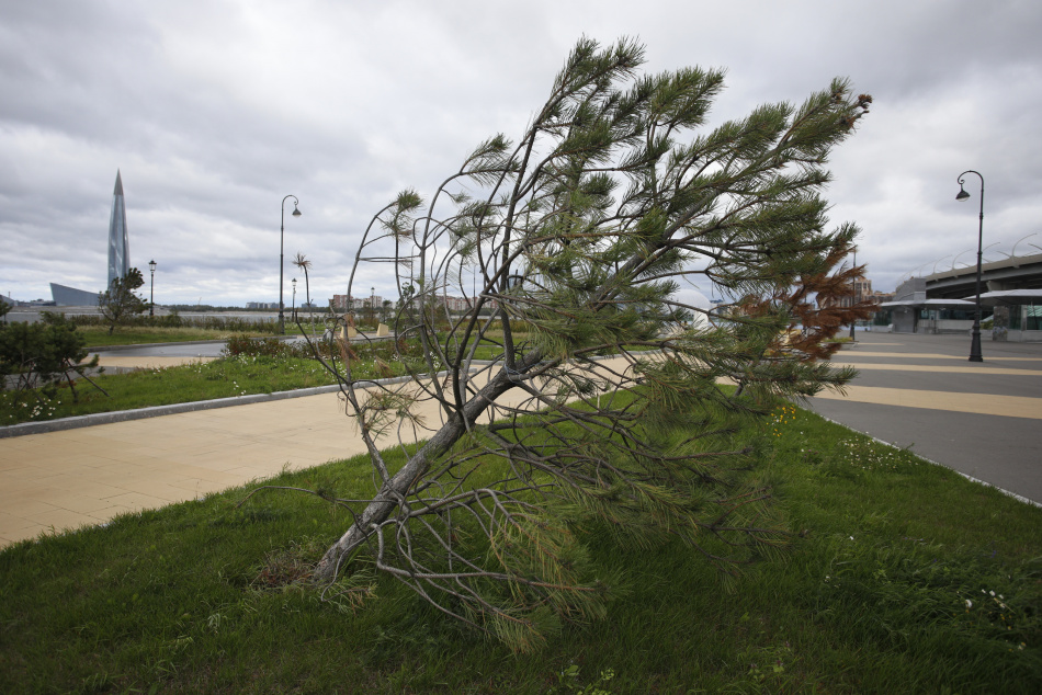 Петербуржцев предупредили о сильном ветре с порывами до 17 метров в секунду